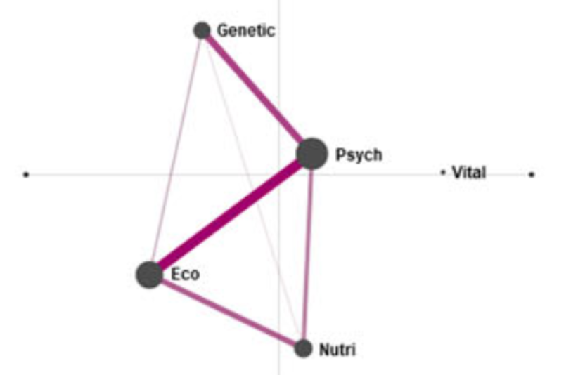 An Epistemic Network: nodes representing codes, labelled 'Genetic', Eco', 'Psych', 'Vital', and 'Nutri', and with edges of varying thicknesses connecting the nodes.