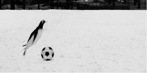 A GIF of a penguin balancing on a soccer ball, but 'tackled' when another penguin comes sliding along.